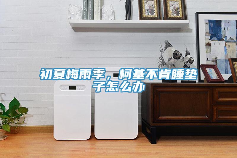 初夏梅雨季，柯基不肯睡墊子怎么辦
