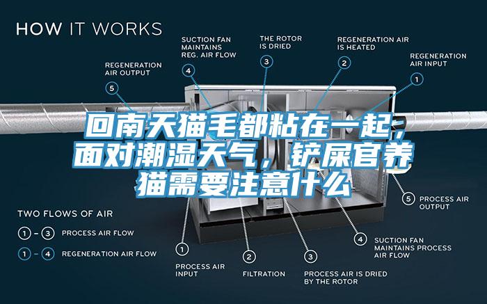 回南天貓毛都粘在一起，面對(duì)潮濕天氣，鏟屎官養(yǎng)貓需要注意什么