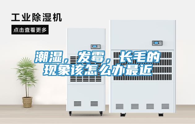 潮濕，發(fā)霉，長(zhǎng)毛的現(xiàn)象該怎么辦最近