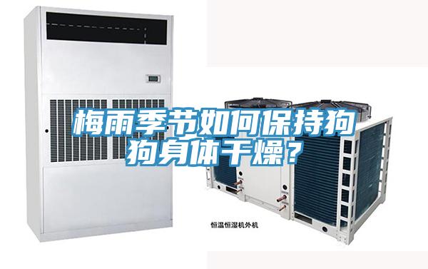梅雨季節(jié)如何保持狗狗身體干燥？